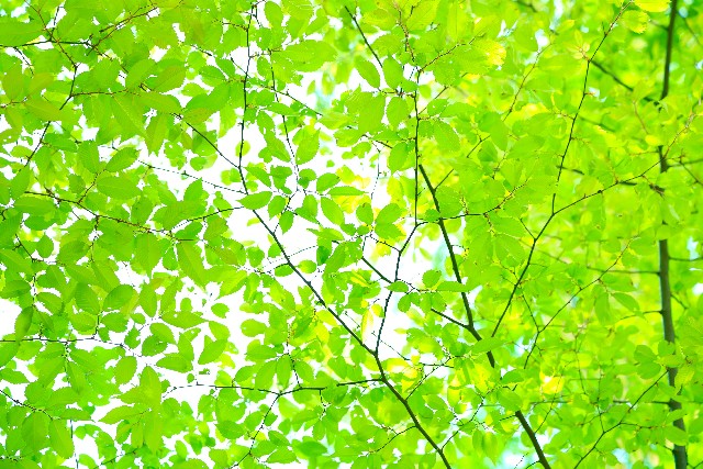 特徴１●●●●●●●●のイメージ